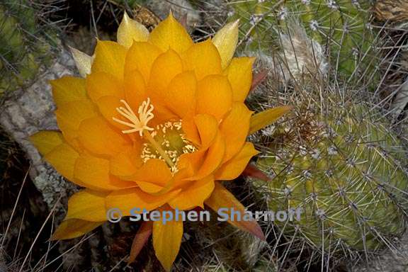 echinopsis huascha 4 graphic